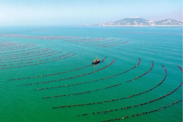 2025年3月12日，山東煙台，養殖工人駕駛船隻在長島海域養殖區內生產作業。圖/取自新華社