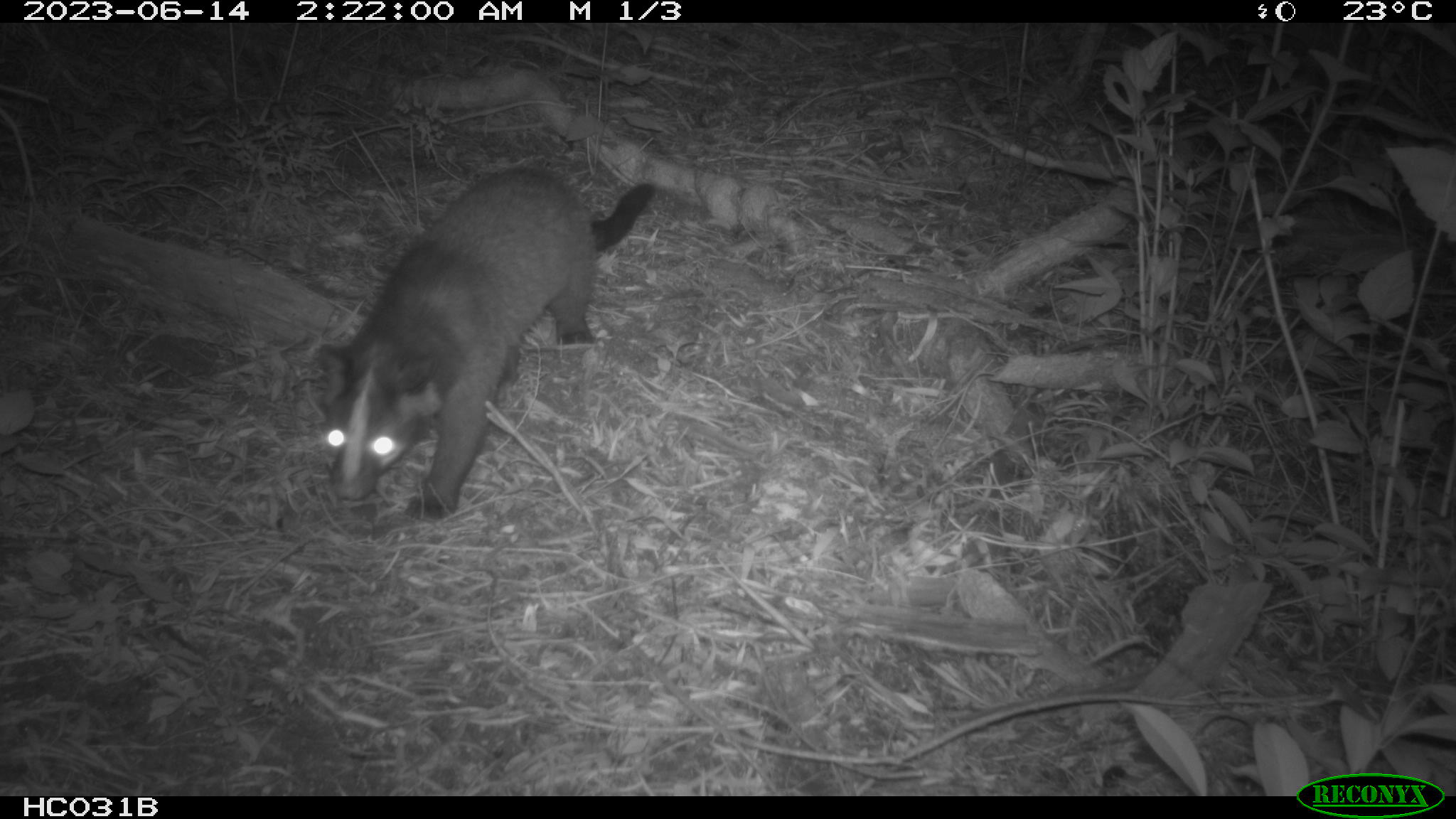 白鼻心等動物雖從保育類動物調整為一般類野生動物，但就監測數據看來，其族群生活狀況良好無虞。圖/取自林業及自然保育署網站