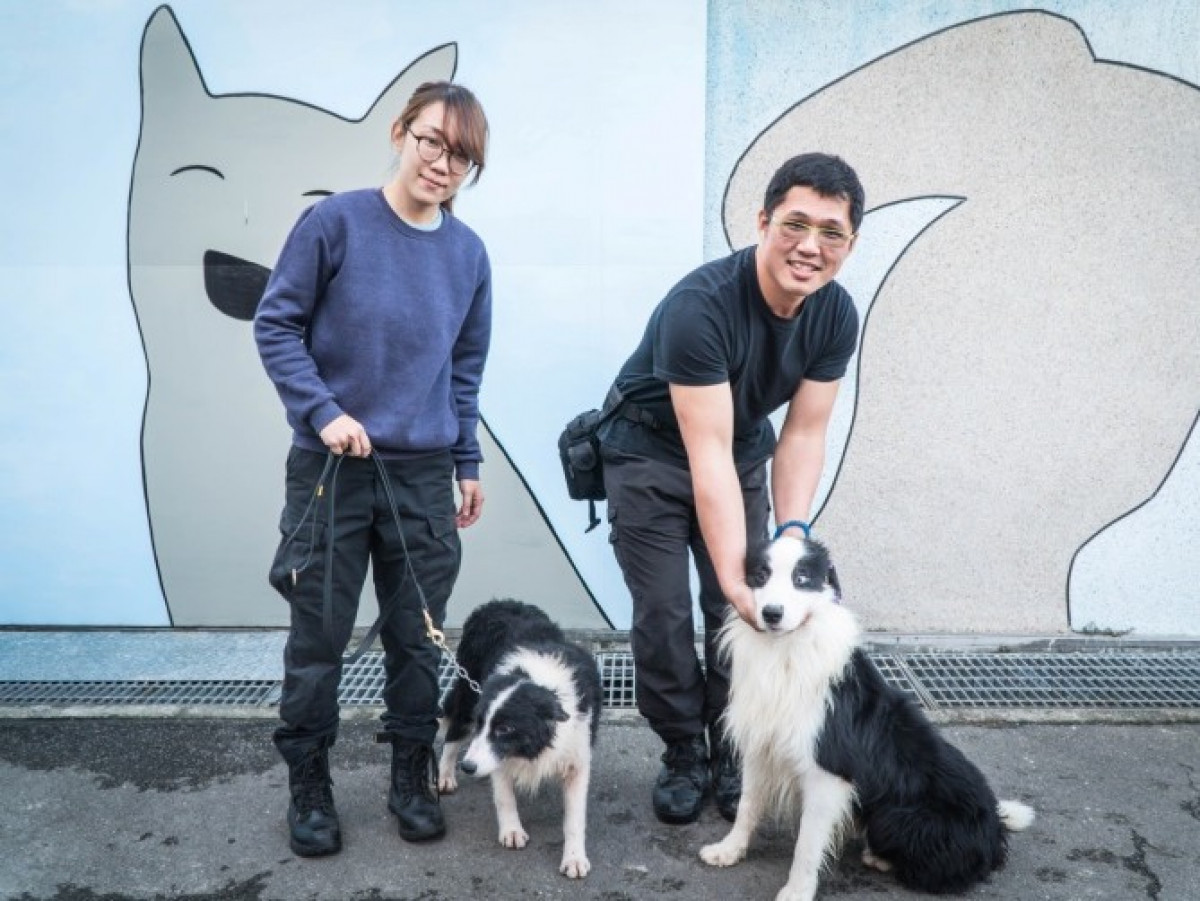 2隻邊境牧羊犬已經在訓練後執行勤務。圖／取自動保處