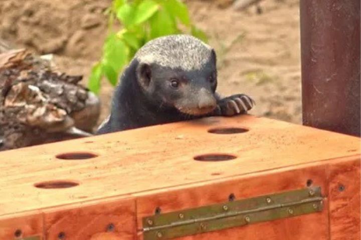 莫斯科動物園飼養的蜜獾。圖/取自莫斯科動物園官網