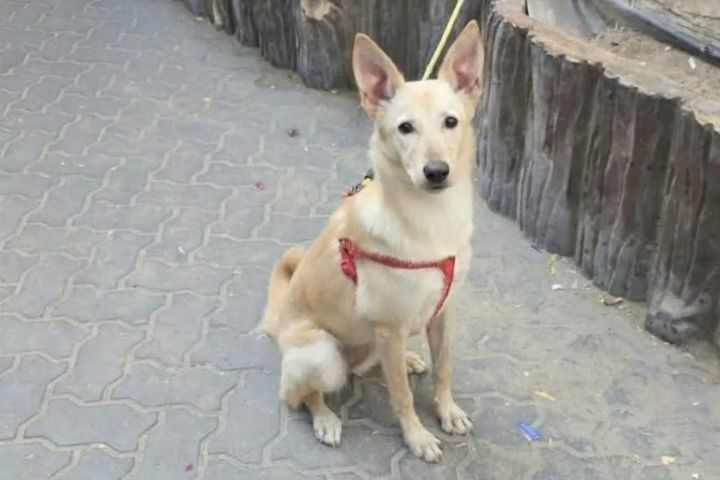  跨國運送寵物費用動輒數千美元，再加上複雜的出入境文件與檢疫程序，讓飼主選擇棄養最忠實的狗狗。圖/取自紅星新聞