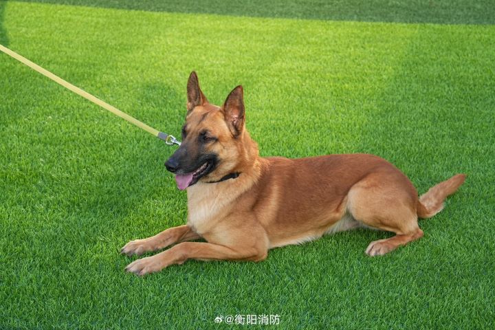 狗經過長期馴化與人工選育,容易親近人類、服從指令、擅長追蹤及合作,逐漸形成今日各式各樣的工作犬。圖/取自衡陽消防微博