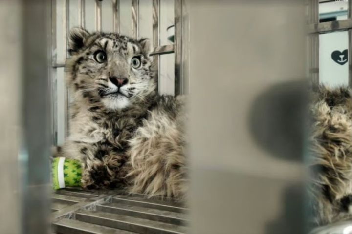 西寧野生動物園救助的這隻幼年雄性雪豹約10個月大、體重15.4公斤。圖/取自西寧野生動物園