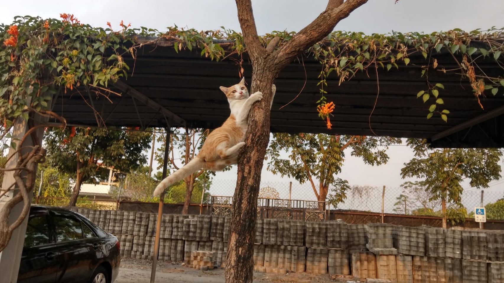 貓咪爬上樹也不怕摔跤。圖/讀者提供