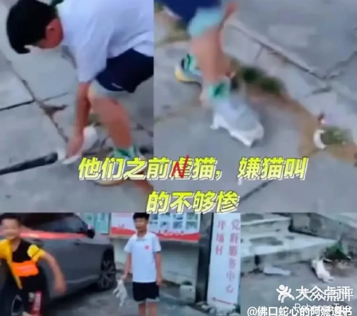 據悉,旺旺不是首次被虐待,先前該群男童已多次毆打,不只狗,貓也無法逃過一劫。圖/取自Threads
