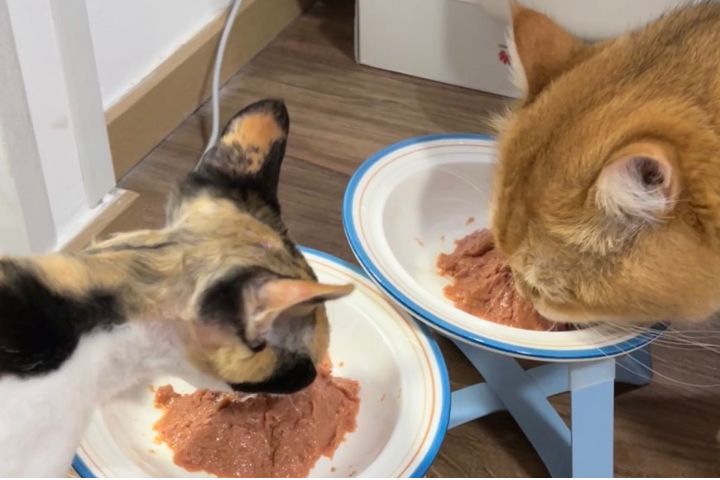 如果不能準時進食，貓咪可能坐在餐碗旁無聲抗議。圖/取自微博