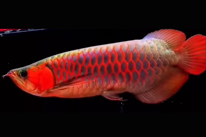 在高端觀賞魚市場中,龍魚外觀品相直接影響其市場價值與參賽條件。圖/取自芝士分子may影片