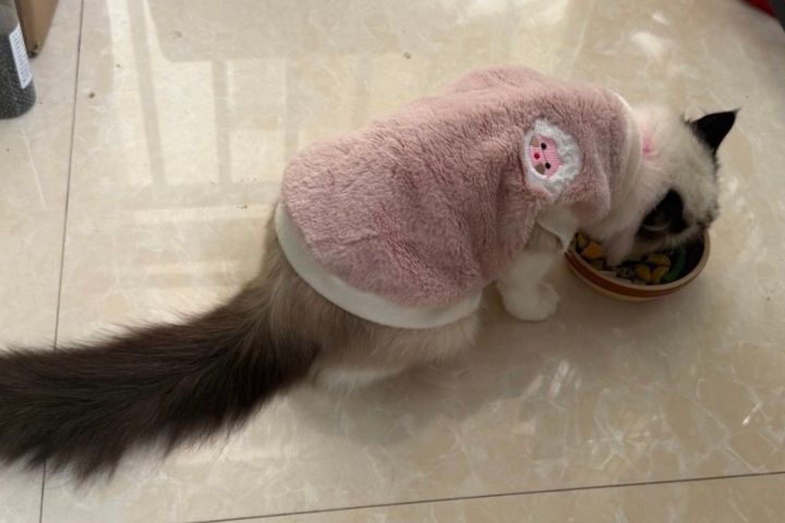 主人在貓咪用餐時打擾或移動食物，會破壞其安全感。圖/取自微博