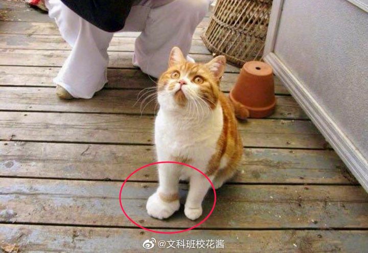 貓咪的爪子被蜂螫後，像大了3倍的搞笑模樣。圖/取自文科班校花醬微博