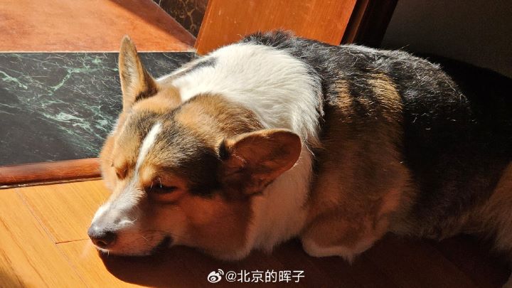  寵物肥胖不僅會增加關節負擔，亦可能引發糖尿病、心血管疾病。圖/取自北京的暉子微博