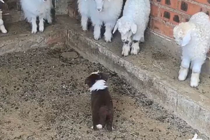 牧羊犬對羊群展現出的追趕、聚攏與控制移動方向能力，確實與人類長期選育工作犬有關。圖/取自影片