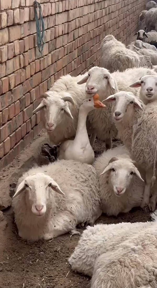 牧羊鵝「果果」愛上與羊為伍，乾脆住進羊圈，天天與羊群一起出門、一起回家，至今從未走失過一隻羊。圖/取自封面新聞