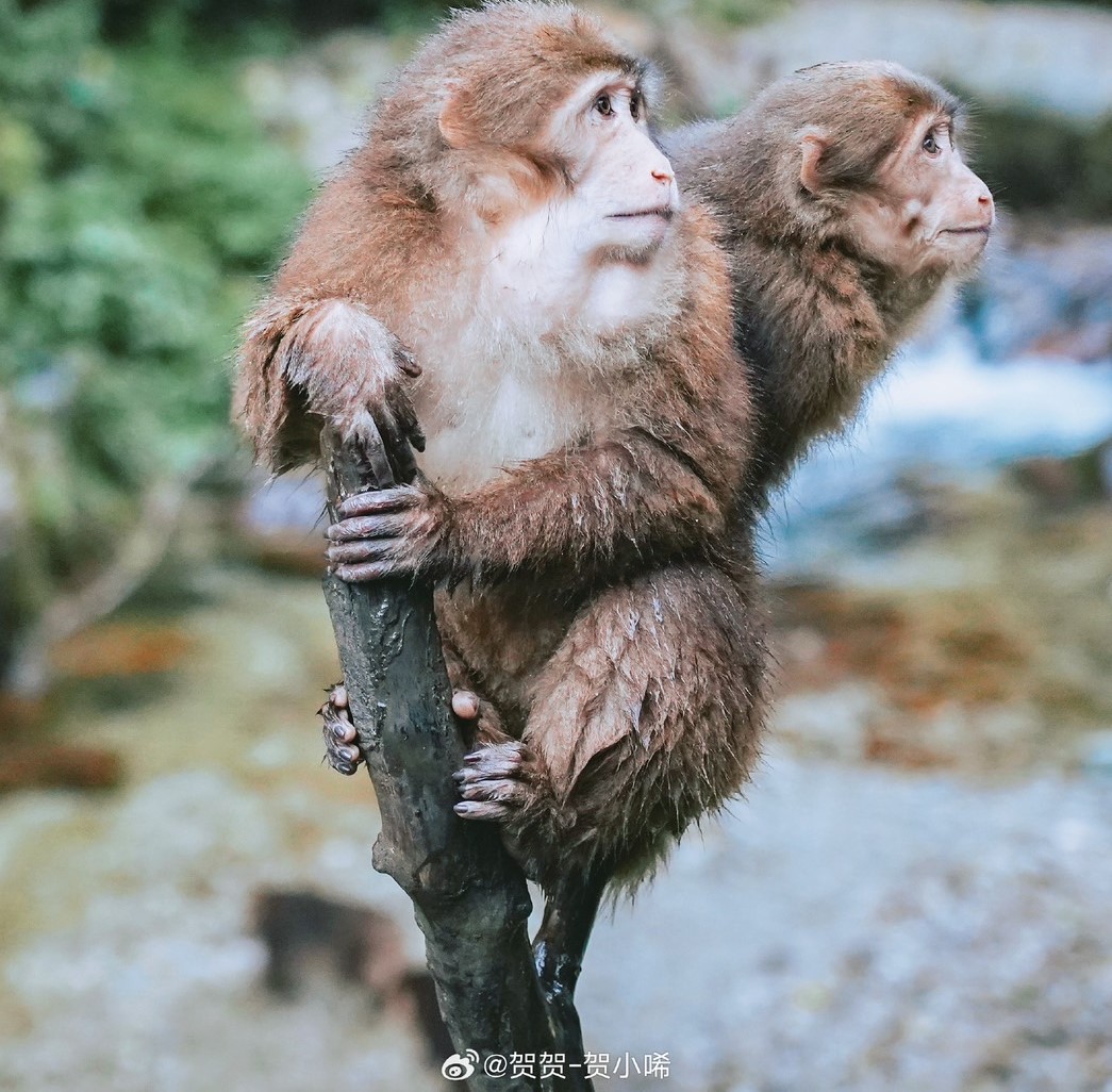四川峨眉山的猴子們不怕人、搶人食物，有大半也是人類「慣」出來的。圖/取自賀賀－賀小晞微博