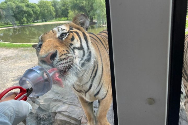 有遊客分享「只有一早開園老虎比較餓，下午幾乎全面躺平」，想體驗餵虎的民眾被迫「拚早鳥」。圖/取自葵小白微博