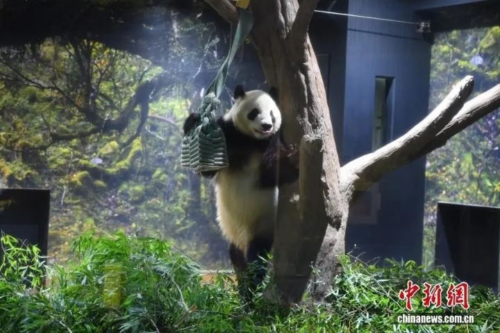  在東京上野動物園生活將近三年的大貓熊「曉曉」。圖/取自中新網