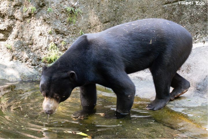 馬來熊「熊霸」是在台北市立動物園出生長大的馬來熊。圖/台北市立動物園提供