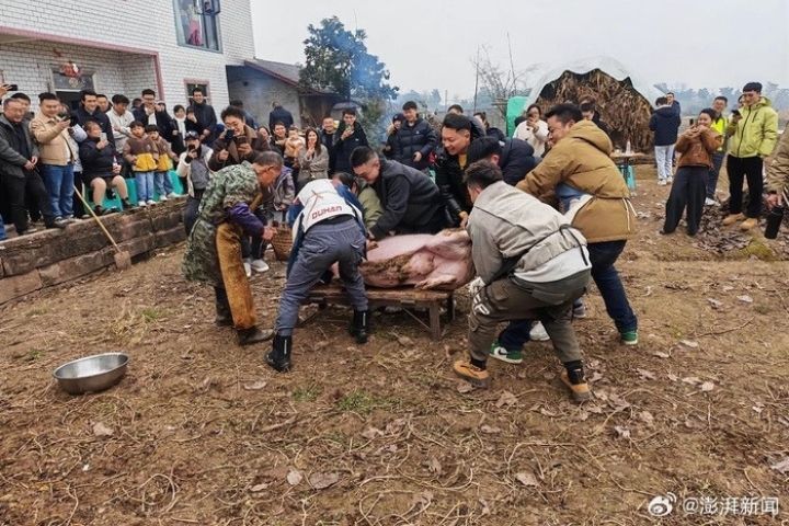 村民、外地遊客、自媒體拍攝者混在一起幫忙殺豬,舞龍、煙火輪番上陣,場面宛如過年。圖/取自澎湃新聞微博