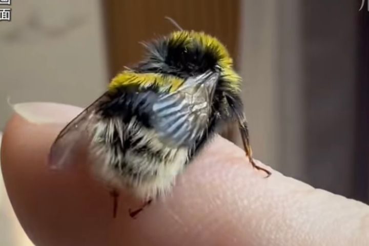  「帶著蜜蜂去旅行」系列影片——主角並非一般蜜蜂，而是性情溫和、雄蜂無螫針的熊蜂。圖/取自影片