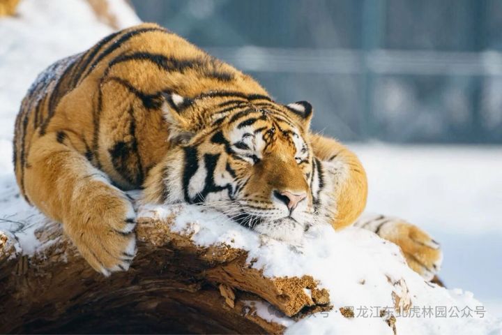 東北虎林園園區日均接待量突破萬人次，投餵活動異常頻繁。部分老虎出現飽食、不願進食的情況。圖/取自東北虎林園公眾號