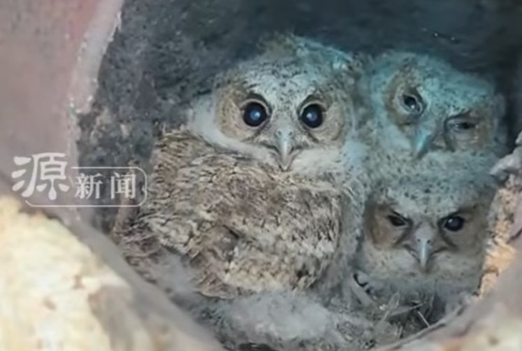 貓頭鷹具有高度「巢址忠誠性」，若繁殖環境穩定、安全且食物來源充足，往往會年年返回同一地點築巢。圖/取自源新聞影片