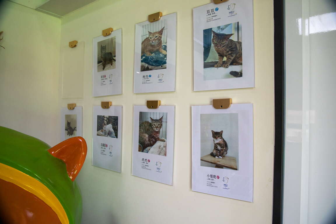 猴硐貓公所認養小棧開幕至今已為不少貓咪找到了溫暖的家，這次為了響應國際抱貓日更送出認養限定好禮。圖/取自新北觀光旅遊網
