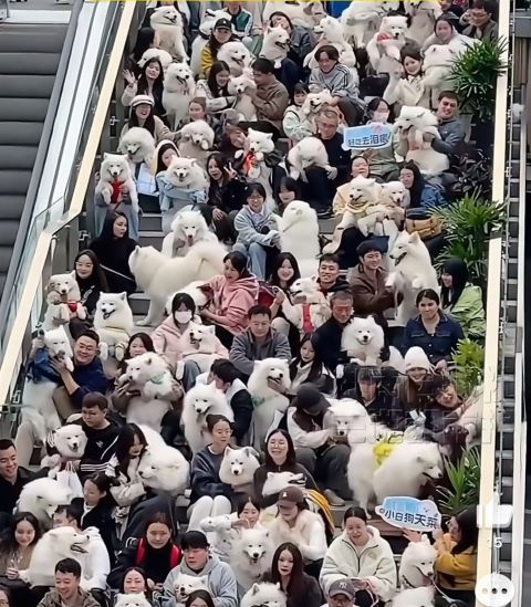 重慶126隻「白團子」坐成一排,名場面宛如「狗界年會」。圖/取自三湘都市報影片