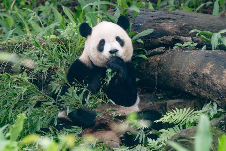大陸冷氣團來襲，台北市立動物園內大貓熊卻充滿活力。圖為在戶外活動區玩耍的大貓熊「圓寶」。圖/台北市立動物園提供