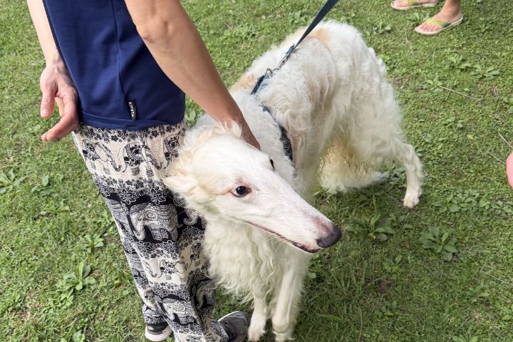 俄羅斯獵狼犬屬於「能動能靜」的犬種，在室內多半安靜沉穩，但需定期釋放精力，偏好開闊空間奔跑。圖/記者楊俊斌攝