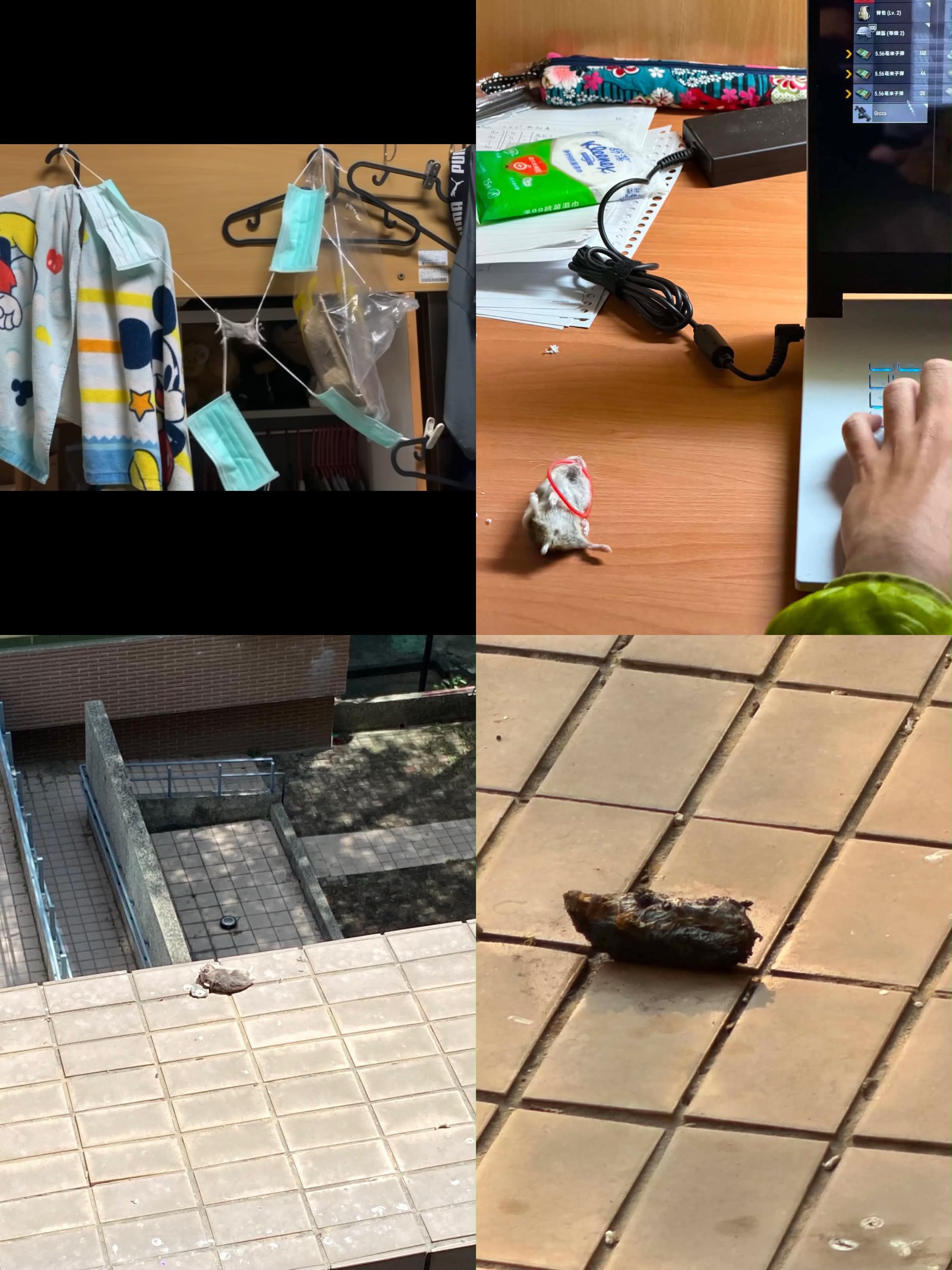 高雄大學一名陳姓大四應屆畢業生,近日被同儕爆料其過去一年殘忍虐殺30至40隻倉鼠。圖/取自Threads