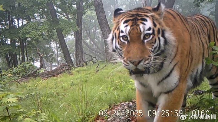 若人在車內遇到老虎,應保持車窗關閉、避免鳴笛或刺激動物。圖/取自搜狐新聞微博