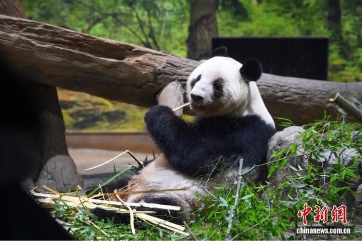 上野動物園「曉曉」和「蕾蕾」對民眾開放的最後一天，大批民眾自日本各地湧入東京。圖為「蕾蕾」。圖/取自中新網