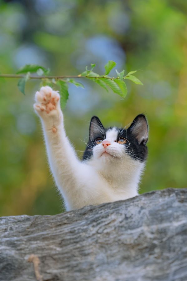 遭動物抓咬後，應立即以肥皂及大量清水沖洗傷口至少15分鐘。圖/取自微博