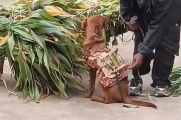 飼主在狗狗背上鋪設毯子、加裝簡易狗鞍，希望減少負重時對身體造成的不適。圖/取自東南傳媒影片