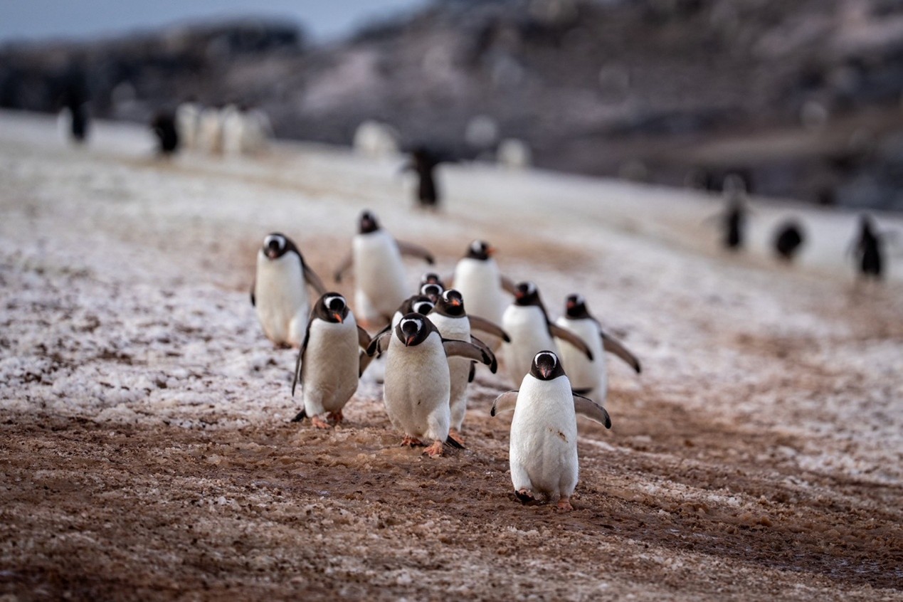 成群結隊的巴布亞企鵝。圖/開元周遊提供