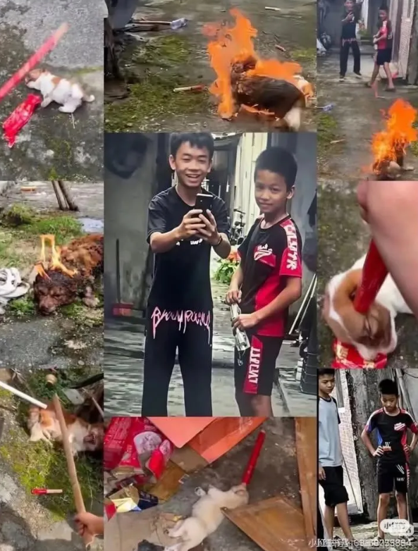 中國大陸廣東省揭陽市發生狗媽媽「旺旺」遭5名男童焚燒虐待,傳出肇事男童至今仍在尋找新目標。圖/取自Threads