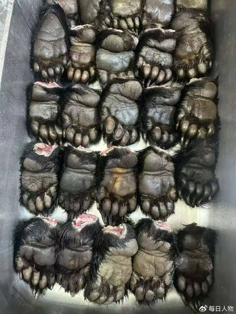 90後大陸留學生獵捕黑熊,並展示捕獲到的熊掌。圖/取自每日人物微博