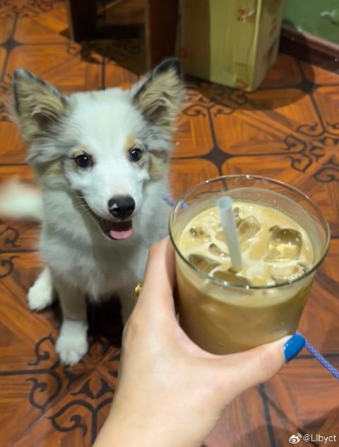 狗能夠辨別主人離家時間的長短，主人離開越久，狗狗的歡迎反應越強烈。圖/取自Llbyct微博