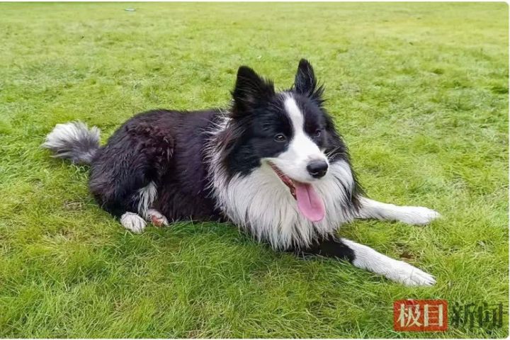 近年來，多起邊境牧羊犬走失事件引發社會關注。圖/取自極目新聞