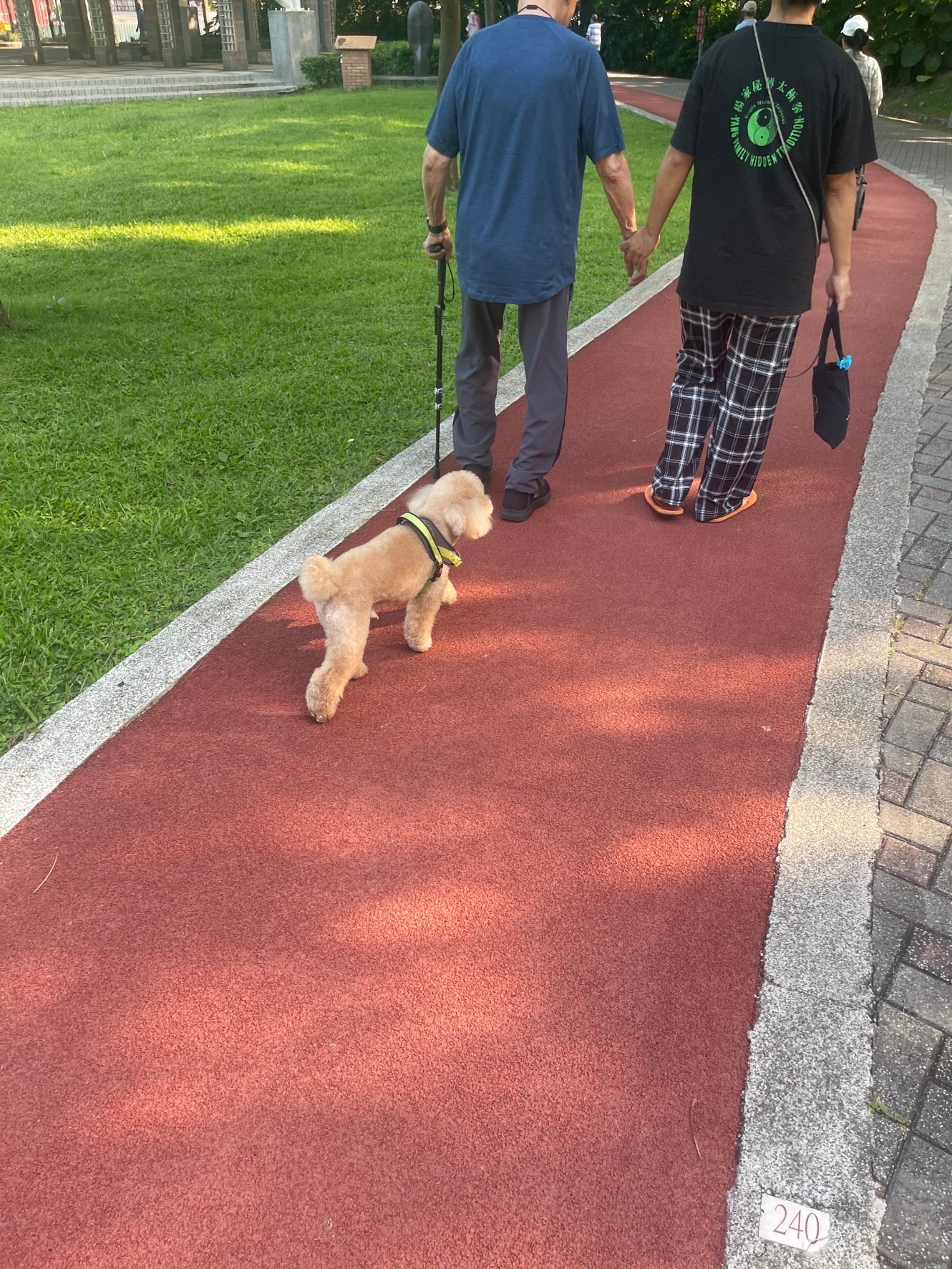 飼主爺爺身邊傾耳聆聽，在公園散步時，牠總會跟著在爺爺的身後。圖/楊俊斌攝