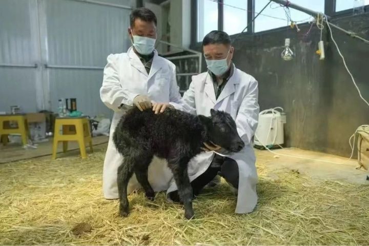 克隆氂牛出生體重16.75公斤，體型大於普通新生牛，全身通黑、四肢有力，出生後即能自主行走與吃奶，生命體徵良好。圖/取自浙江大學官網