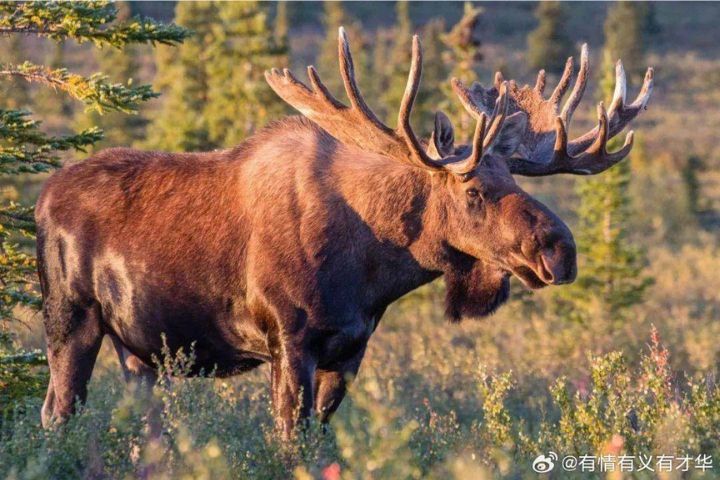 駝鹿是世界現存體型最大的鹿科動物，肩高可達2公尺、體重超過600公斤，雄性頭頂獨特的掌狀巨角辨識度極高。圖/取自有情有義有才華微博