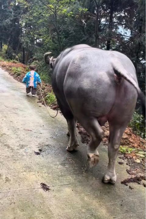 體型龐大的水牛一路放慢腳步,低著頭、小心翼翼跟在孩子身後。圖/取自快看視頻影片