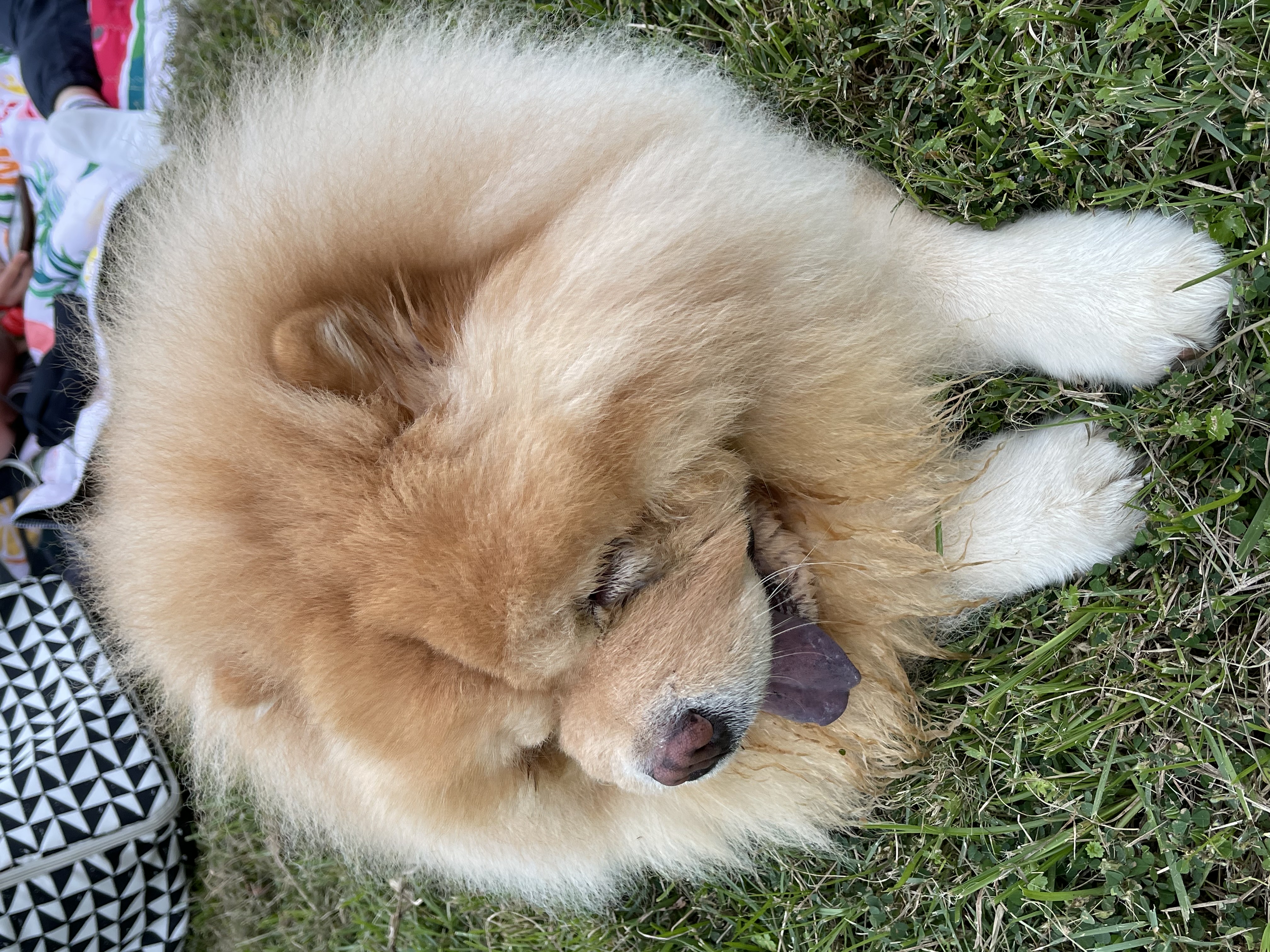 鬆獅犬（Chow Chow），又稱獅子犬，呆萌的最佳代言人。 圖/陳素貞攝
