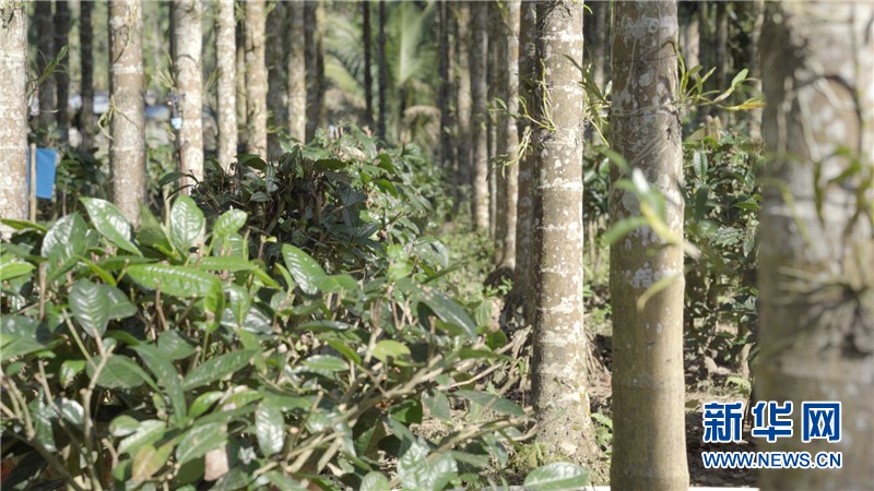 檳榔園林下種植大葉茶、金釵石斛。圖/取自新華網