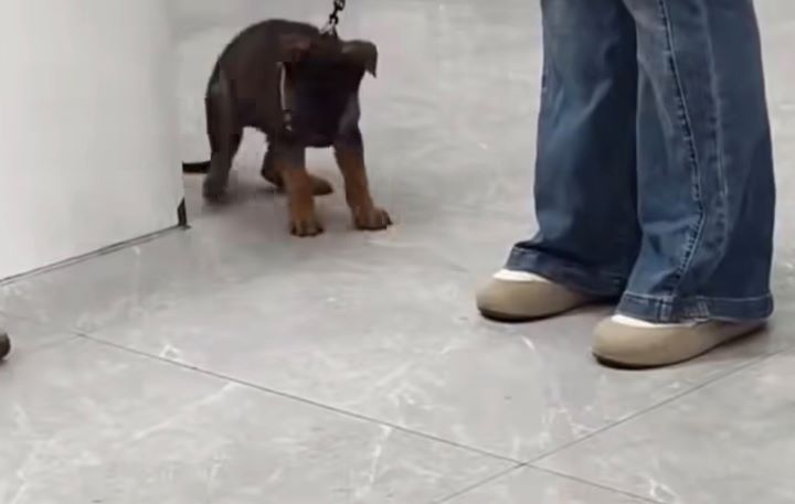    其他飼主帶著貓咪、犬隻前往寵物醫院就醫時，許多動物在看見籠中的母獅後，立即出現警戒反應。圖/取自影片
