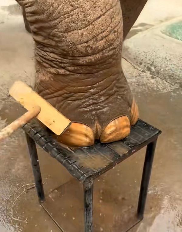 面對重量驚人的動物,足部護理不僅需要專業技術,更考驗飼養員與大象之間的信任。圖/取自禾二木子微博
