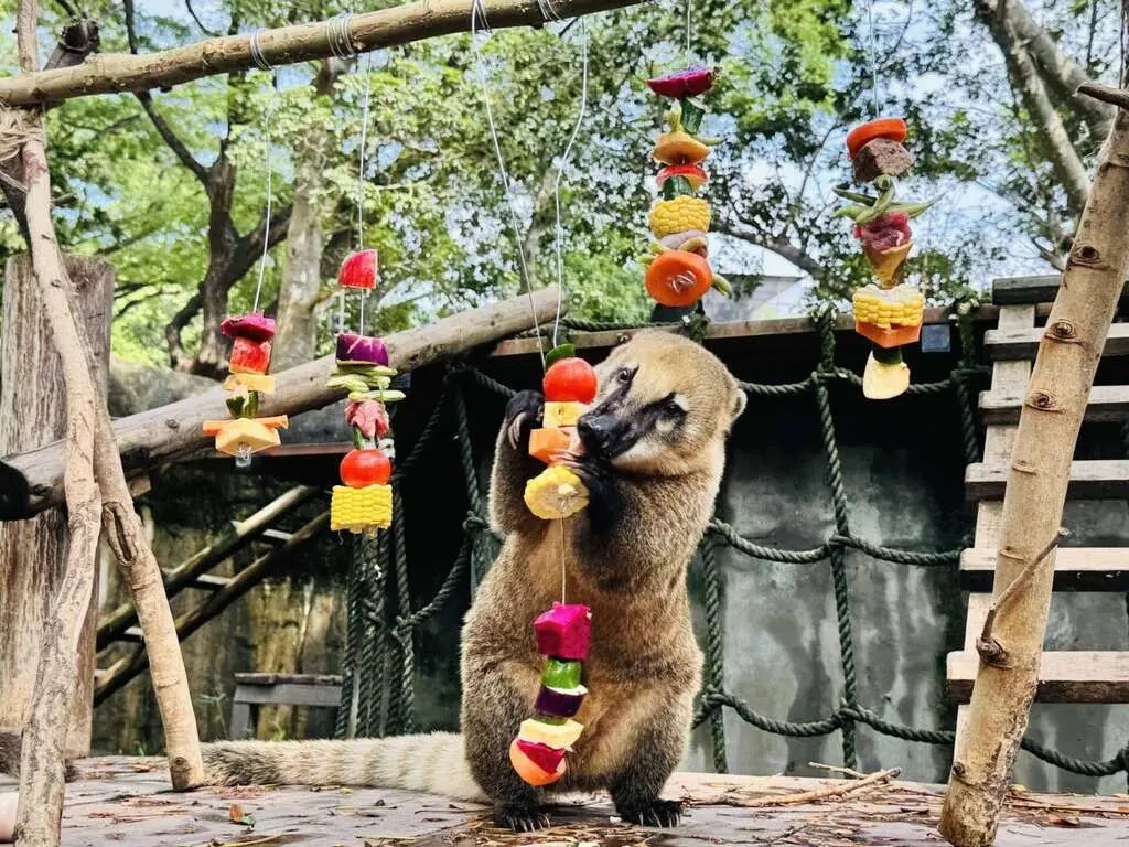 雜食性的長鼻浣熊品嘗著多種食材製成的串燒。圖/取自壽山動物園網站