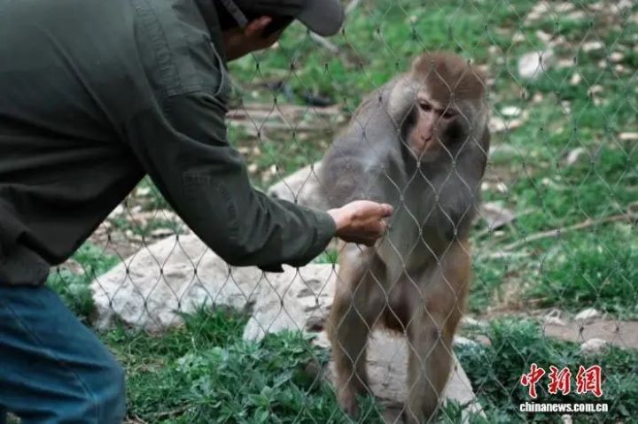 護林員譚明寬日夜照顧小獼猴「猴健」，從餵食、清創到陪伴復健，幾乎像照顧孩子一般細心。圖/取自中新網