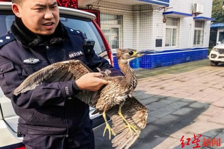  新場派出所員警將海南鳽帶回派出所初步照護後，交由當地林業部門接手。圖/取自紅星新聞