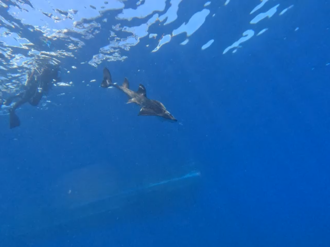 圖為波口鱟頭鱝今年6月放流之照片。圖/取自國立海洋生物博物館網站